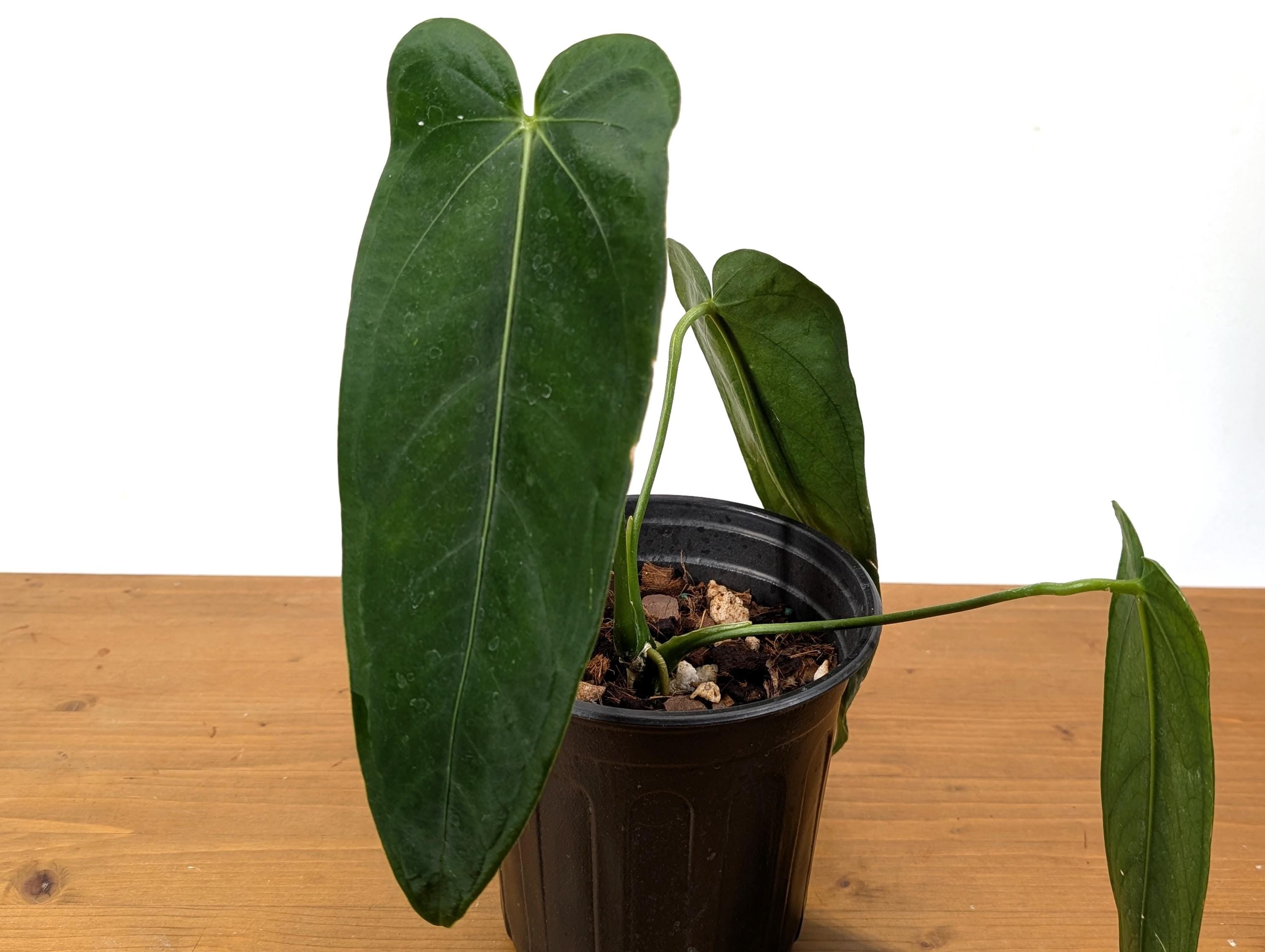 Exact XL Anthurium Warocqueanum Esmeralda Queen Dark in 1 Gallon (7.5 Inch) Pot