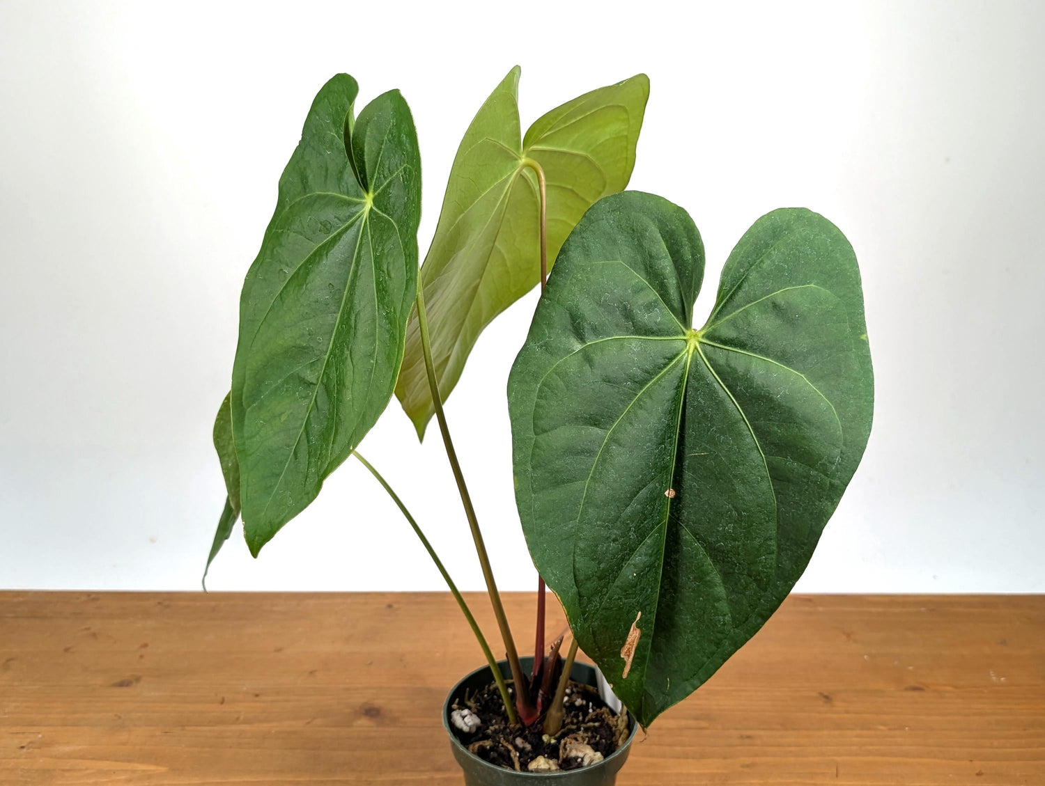 Anthurium Magnificum Green (Magnificum cf)