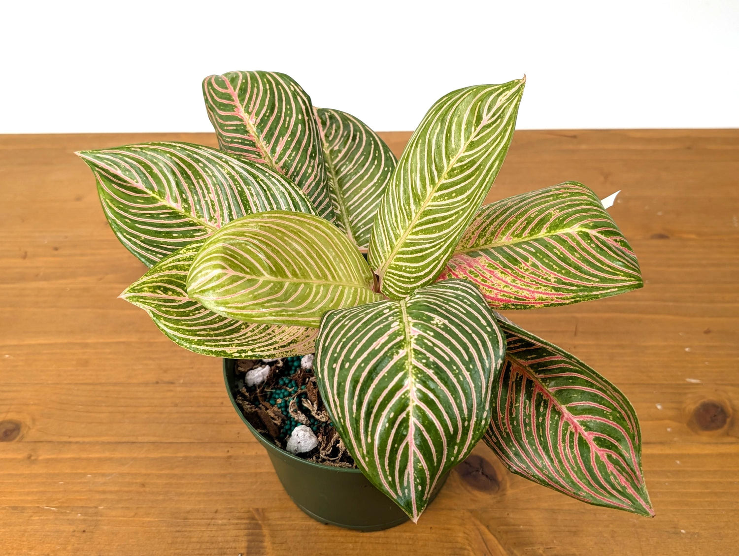 Aglaonema Golden Hope - Exact Plant