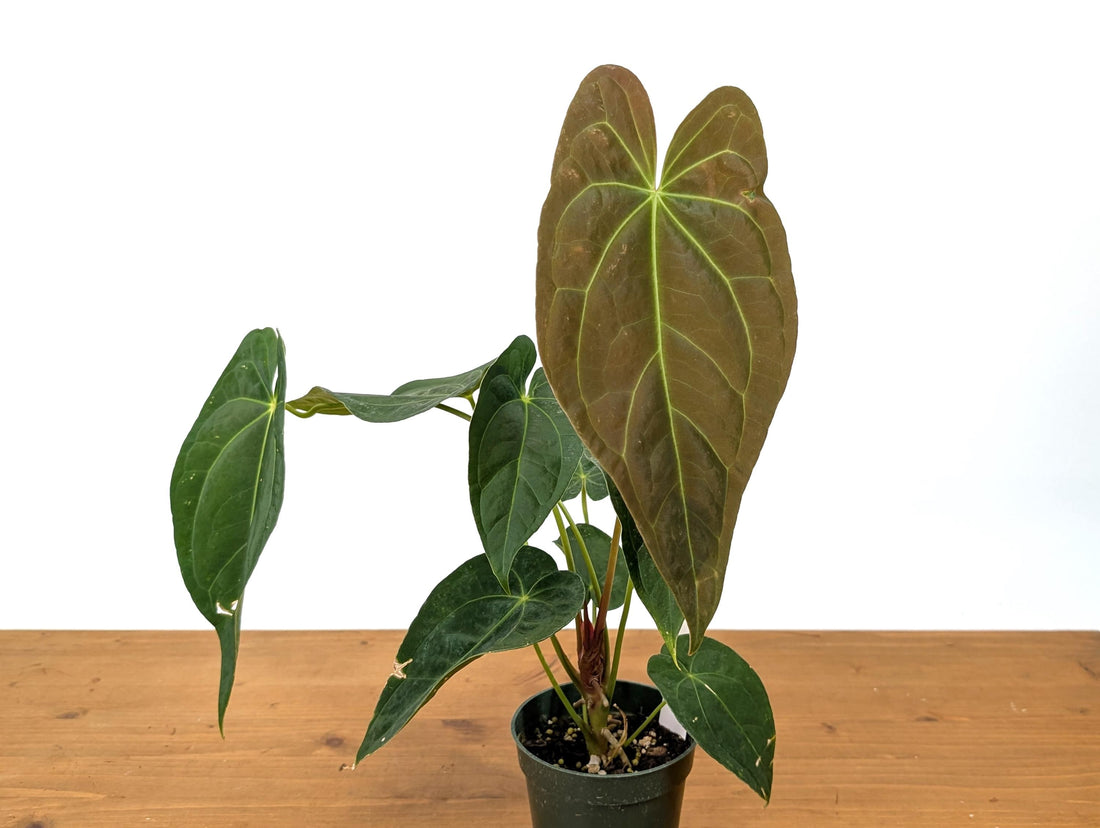 Anthurium Papillilaminum x Magnificum &