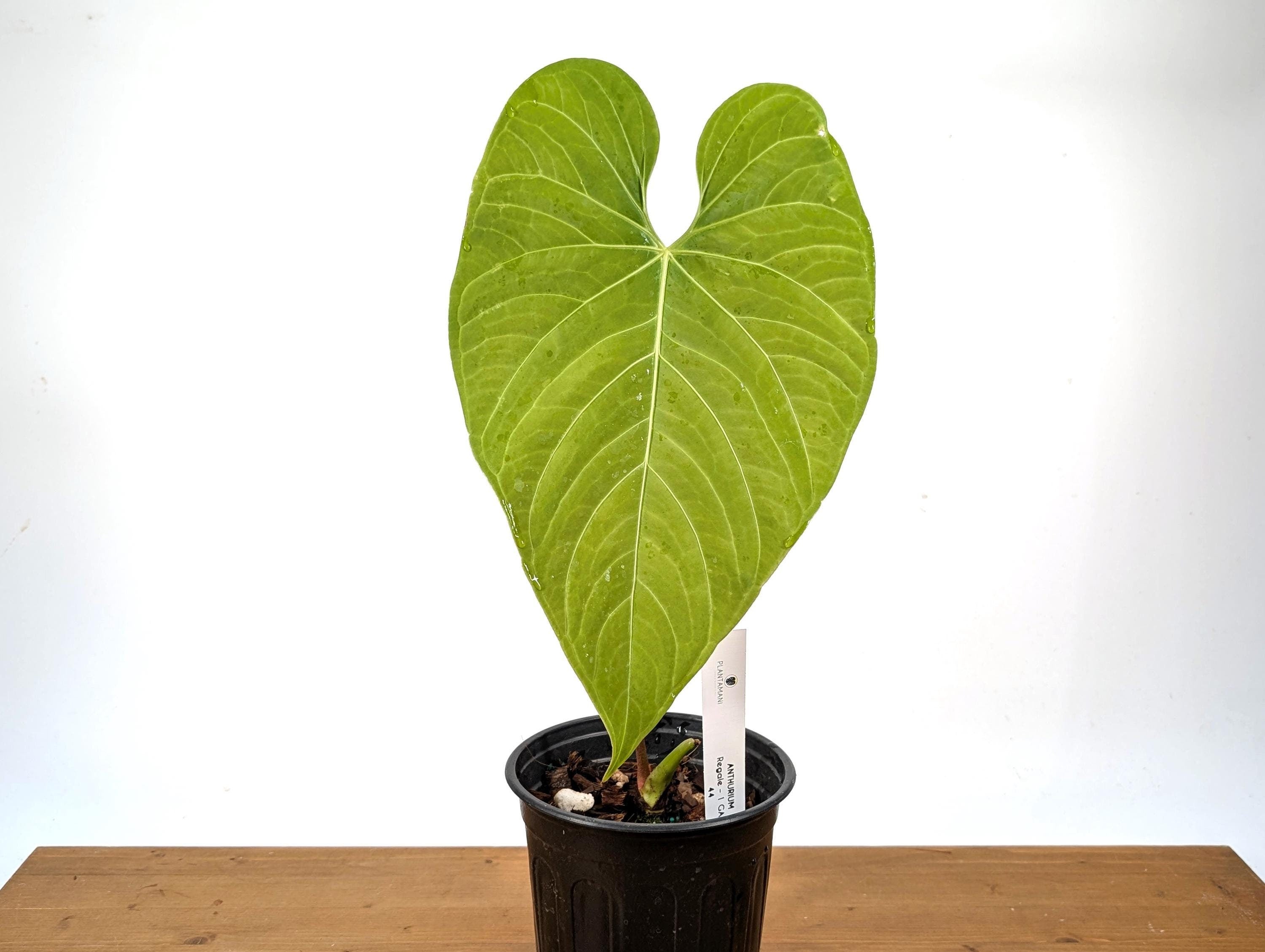 Exact Anthurium Regale - Large, Mature Specimen Approx 20&quot; Tall in 1 Gallon Pot