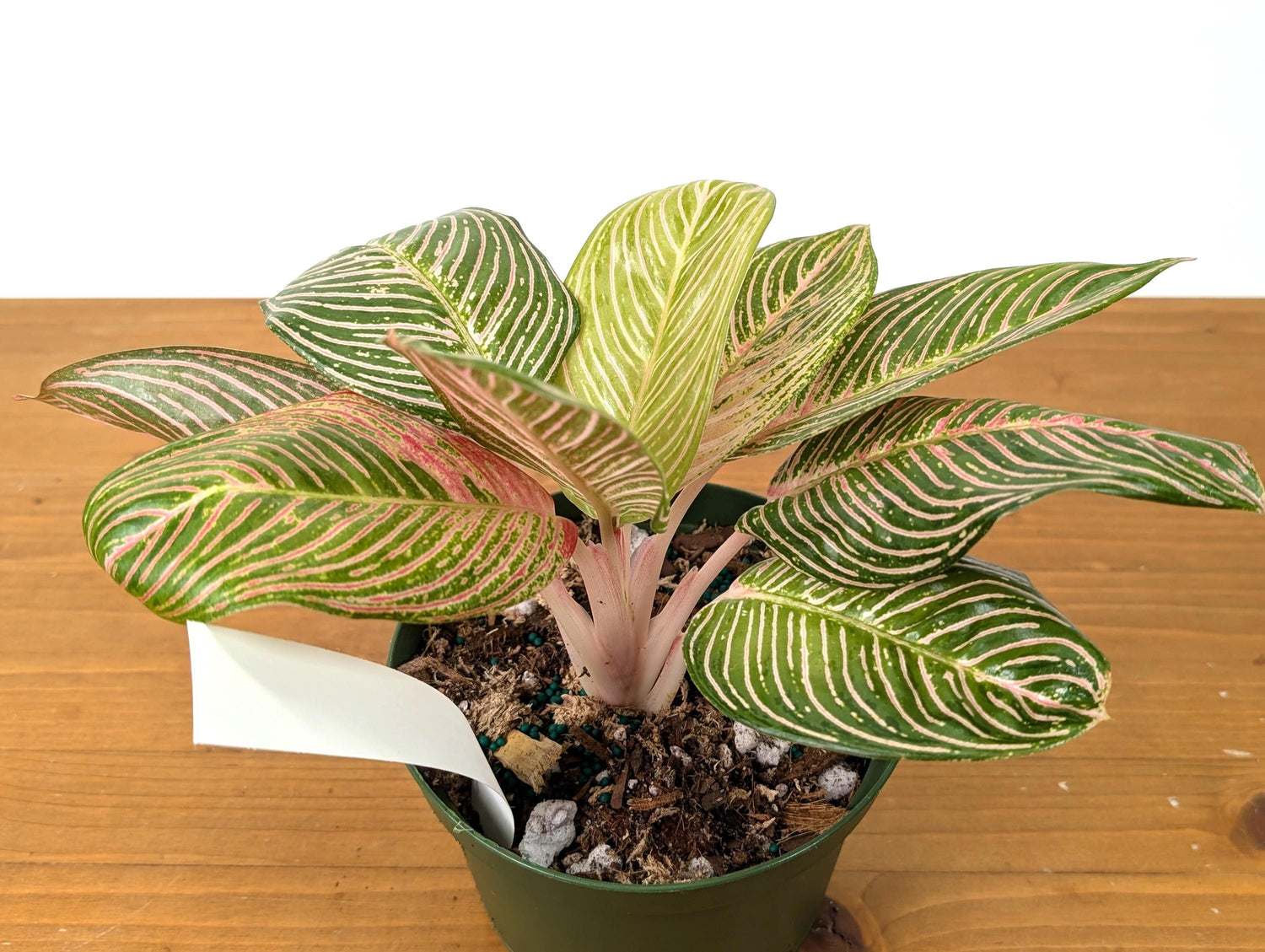 Aglaonema Golden Hope - Exact Plant