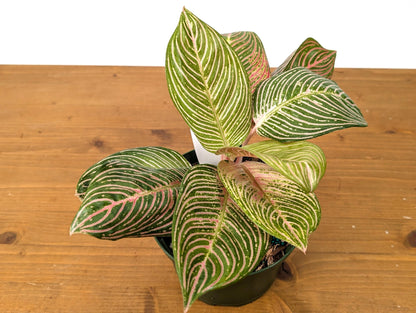 Aglaonema Golden Hope - Exact Plant