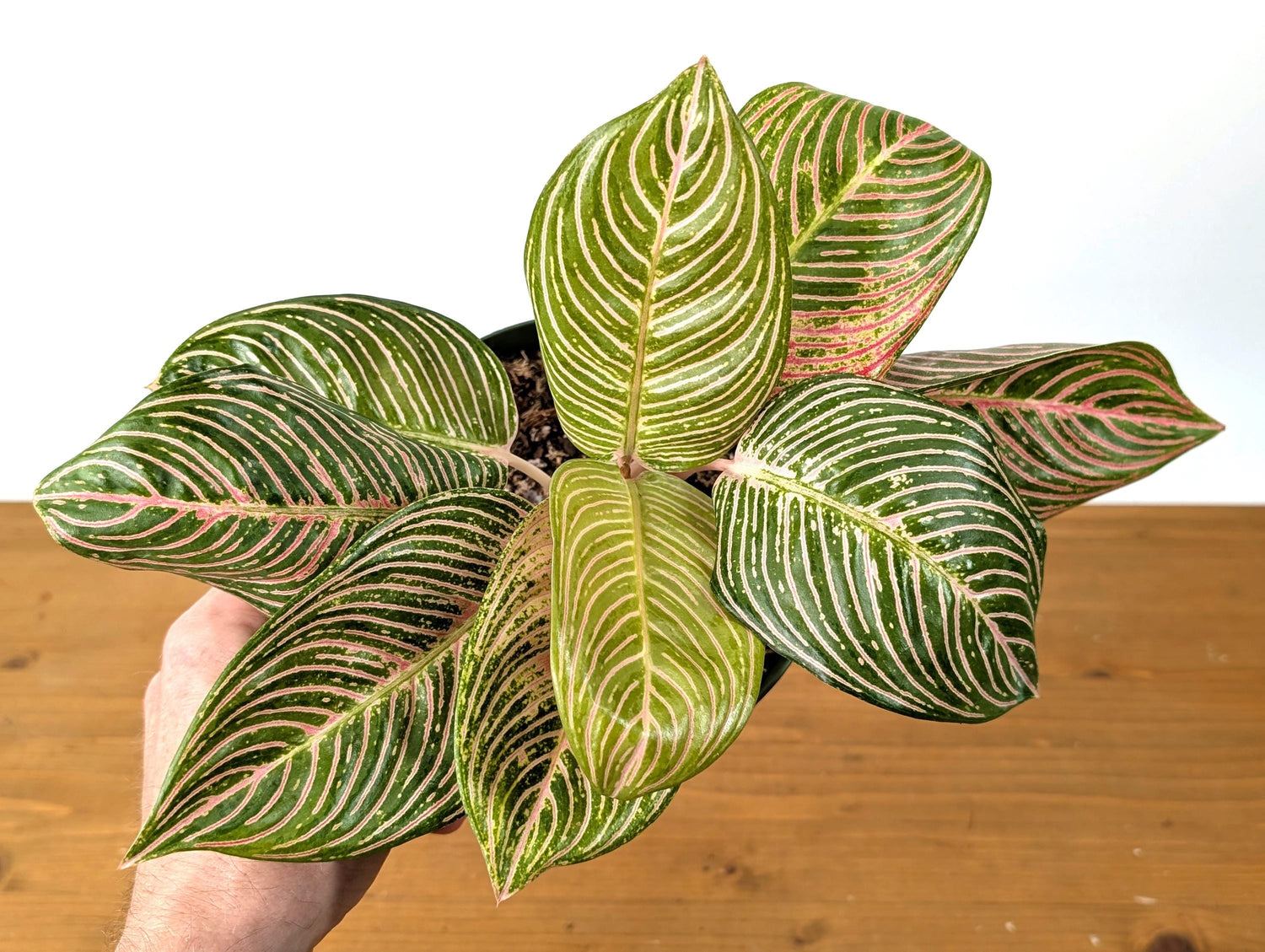 Aglaonema Golden Hope - Exact Plant