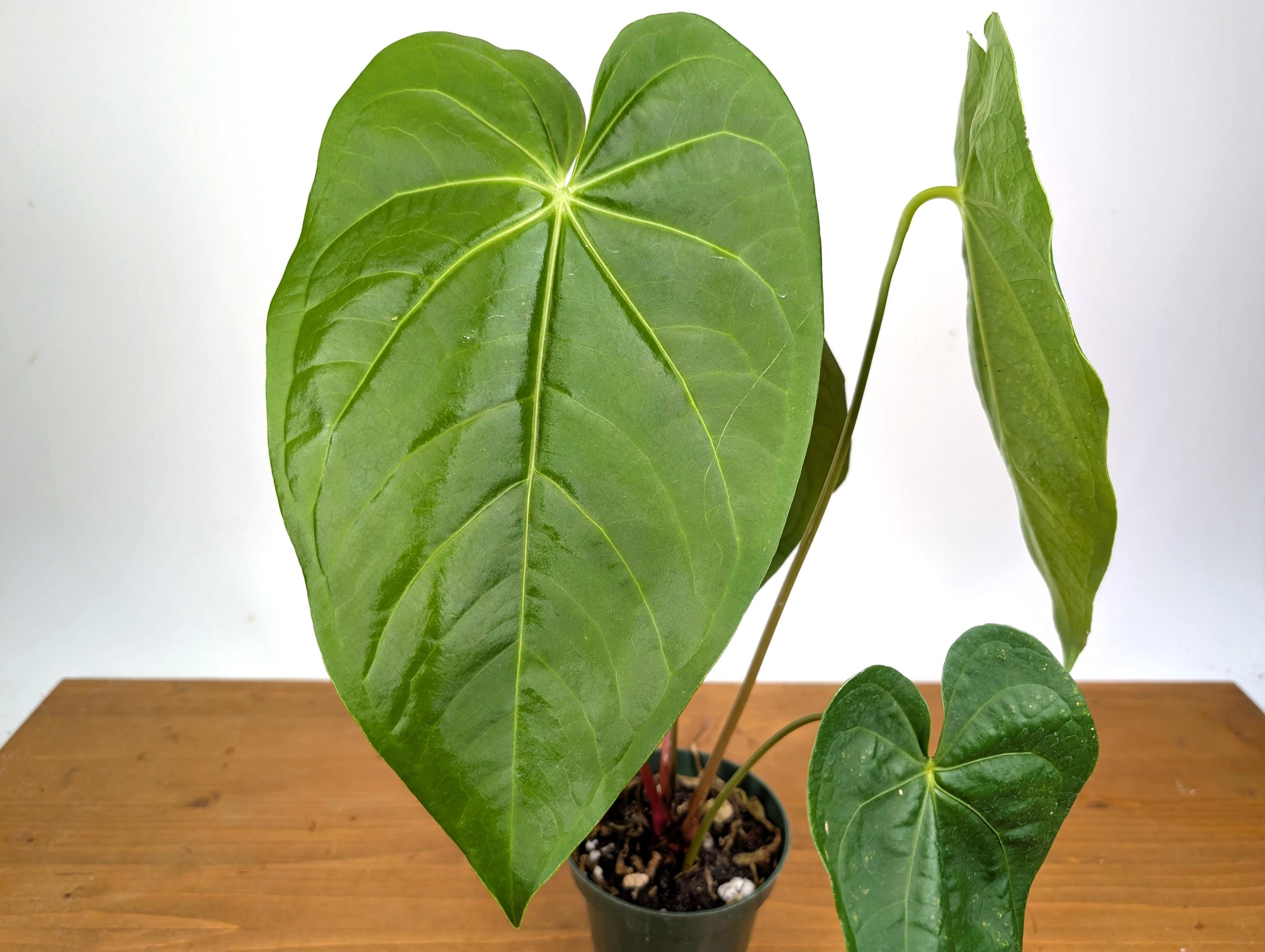 Anthurium Magnificum Green (Magnificum cf)