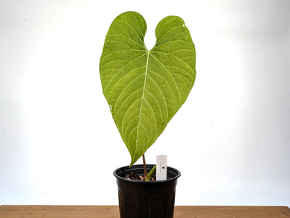 Exact Anthurium Regale - Large, Mature Specimen Approx 20&quot; Tall in 1 Gallon Pot