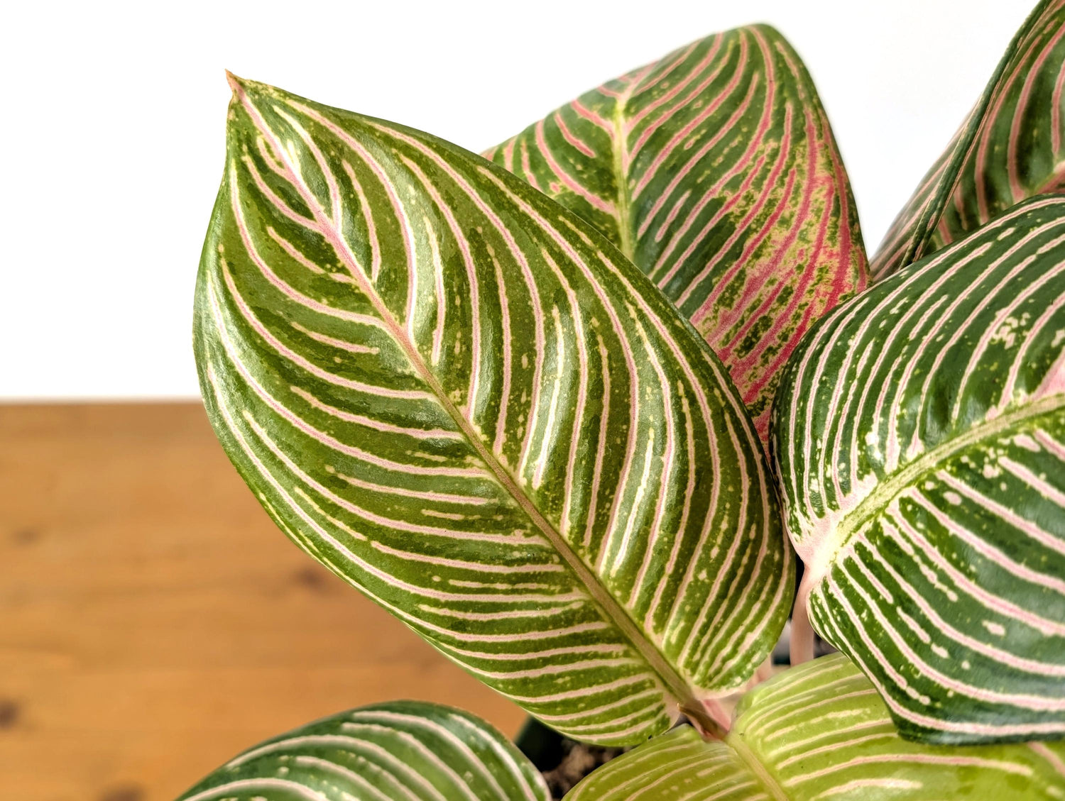 Aglaonema Golden Hope - Exact Plant