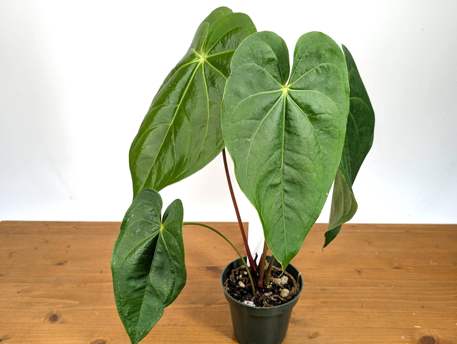 Anthurium Magnificum Green (Magnificum cf)