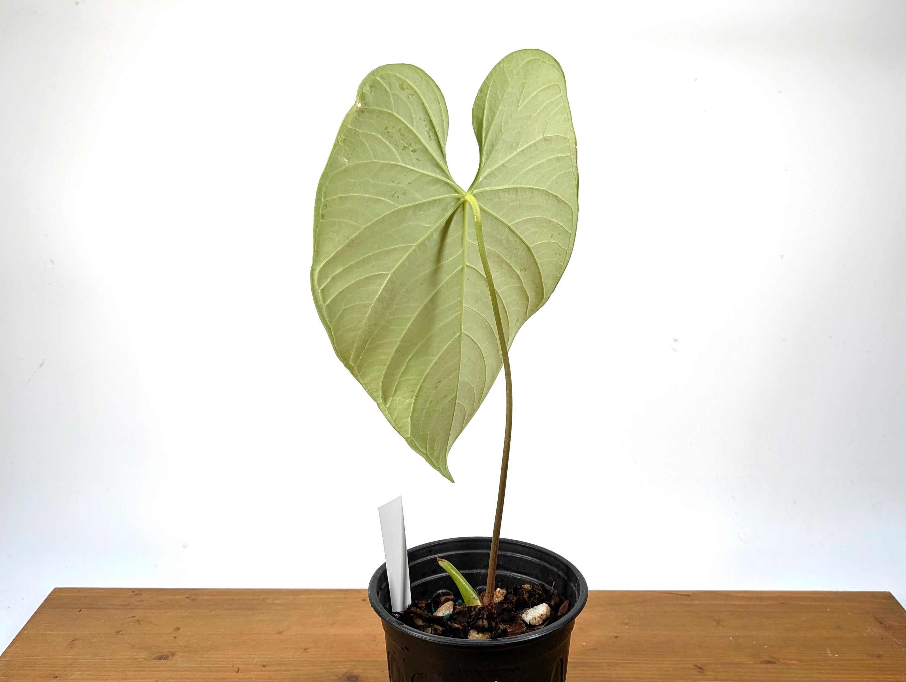 Exact Anthurium Regale - Large, Mature Specimen Approx 20&quot; Tall in 1 Gallon Pot