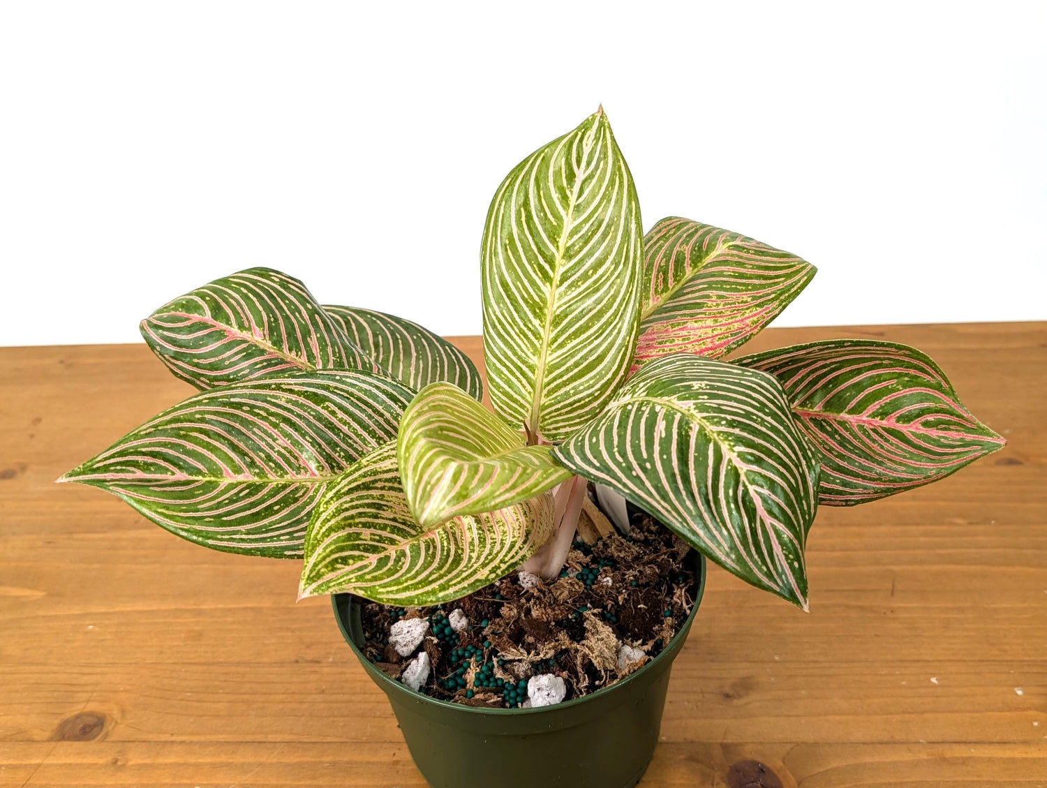 Aglaonema Golden Hope - Exact Plant