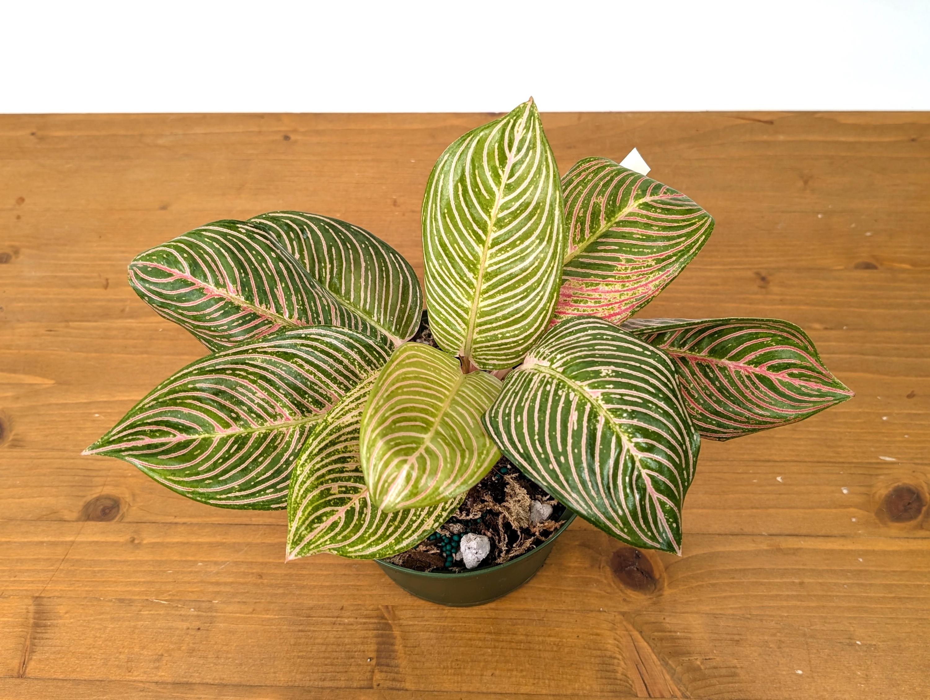 Aglaonema Golden Hope - Exact Plant