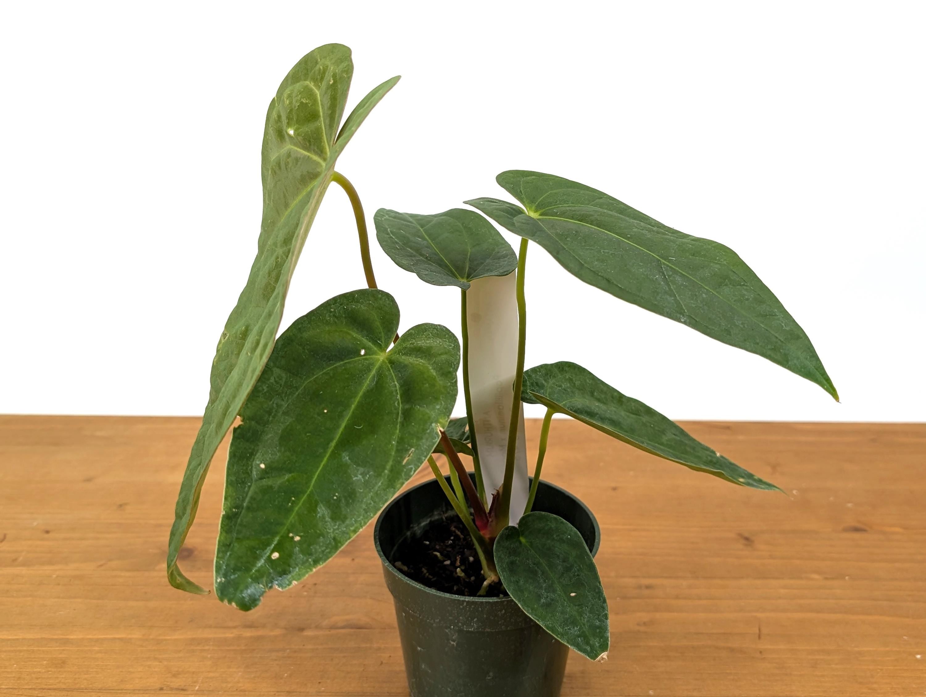 Anthurium Papillilaminum x Magnificum &