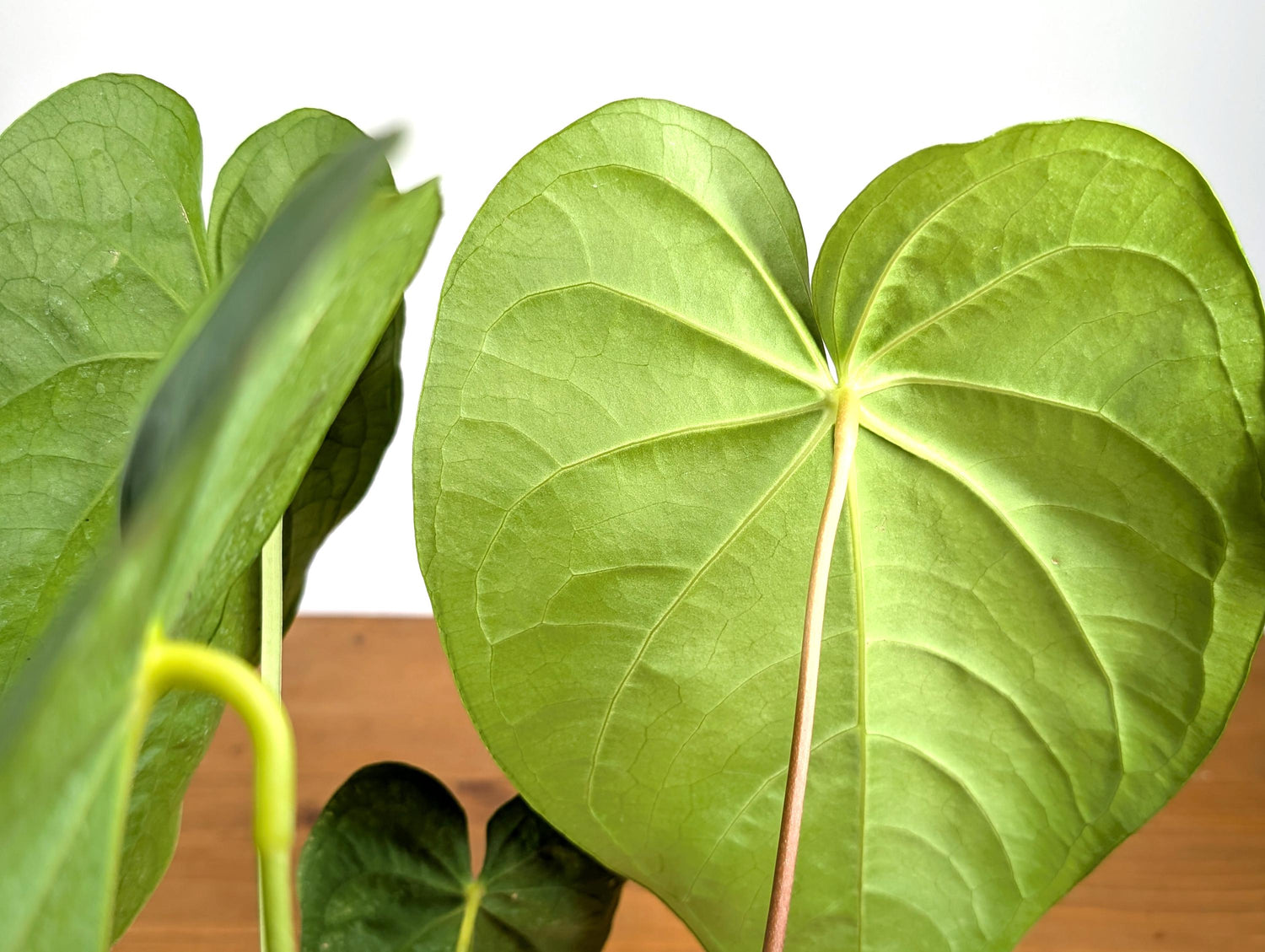 Anthurium Magnificum Green (Magnificum cf)