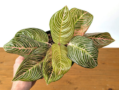 Aglaonema Golden Hope - Exact Plant