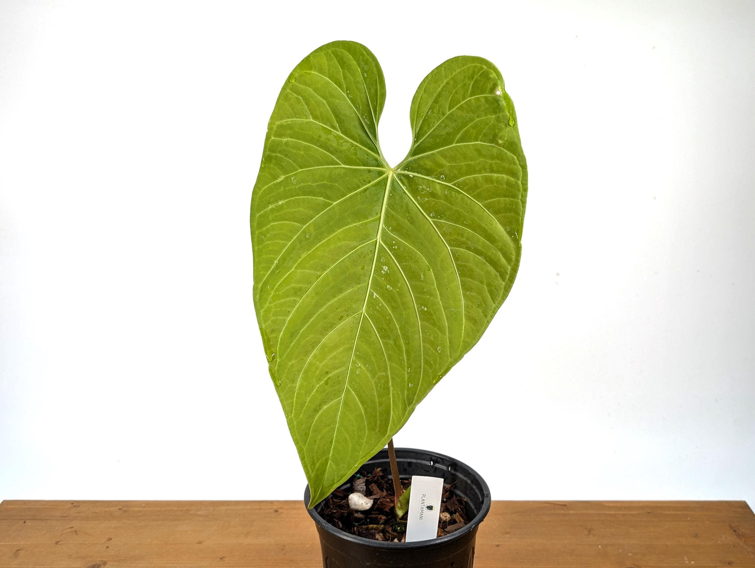 Exact Anthurium Regale - Large, Mature Specimen Approx 20&quot; Tall in 1 Gallon Pot