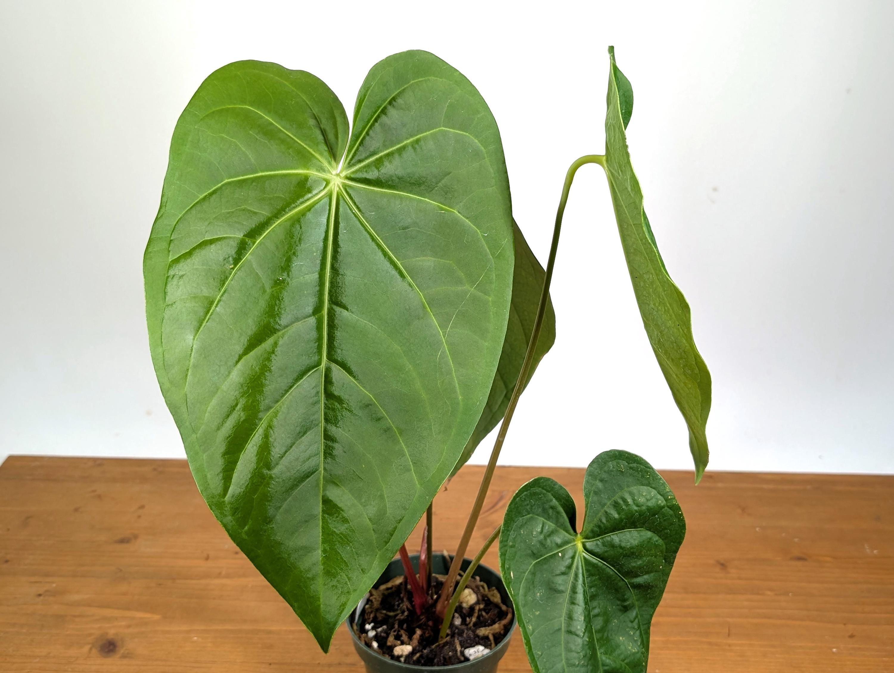 Anthurium Magnificum Green (Magnificum cf)