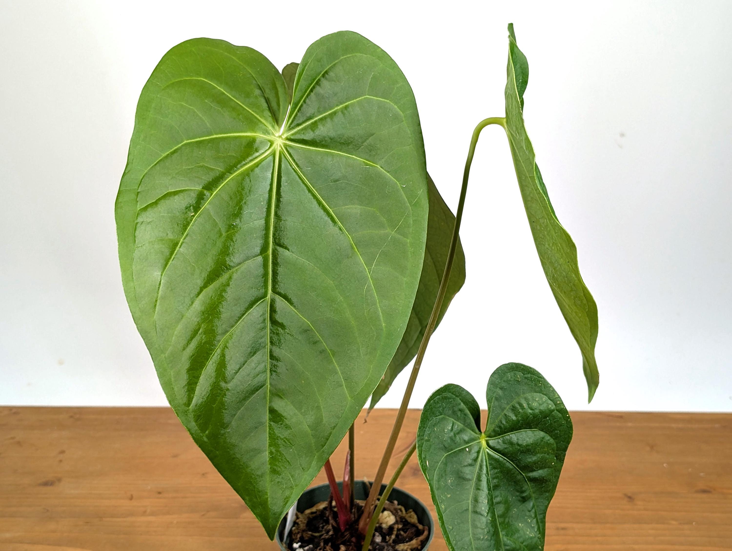 Anthurium Magnificum Green (Magnificum cf)