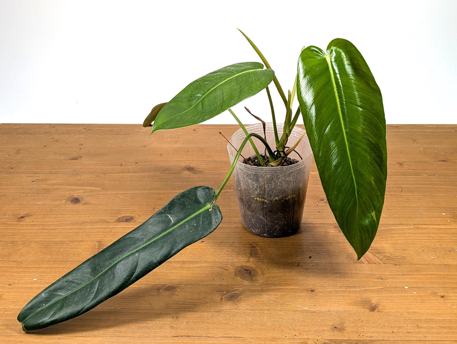 Philodendron Patriciae x Philodendron Spiritus Sancti &