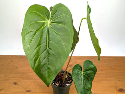 Anthurium Magnificum Green (Magnificum cf)