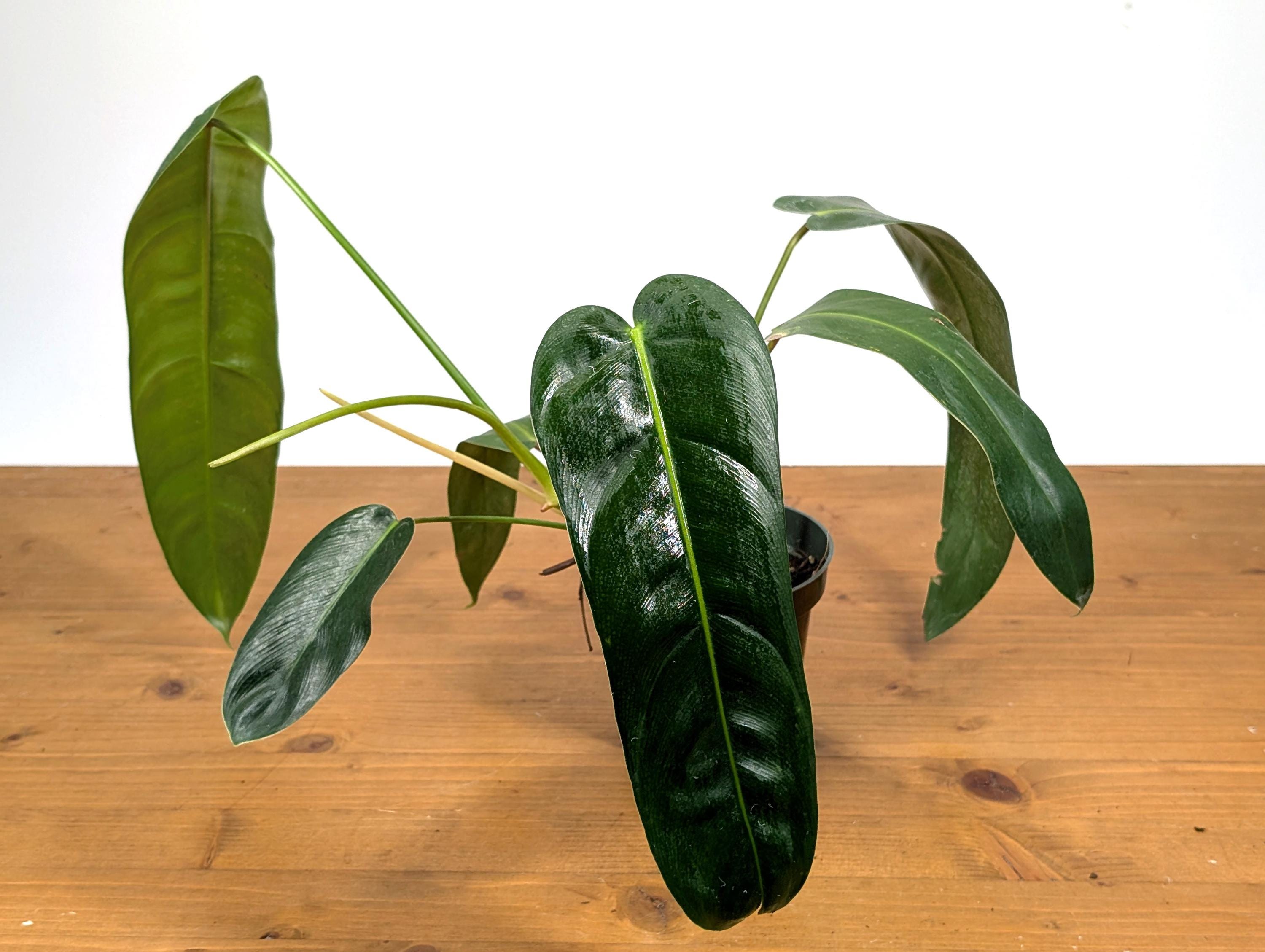 Philodendron Patriciae x Philodendron Spiritus Sancti &