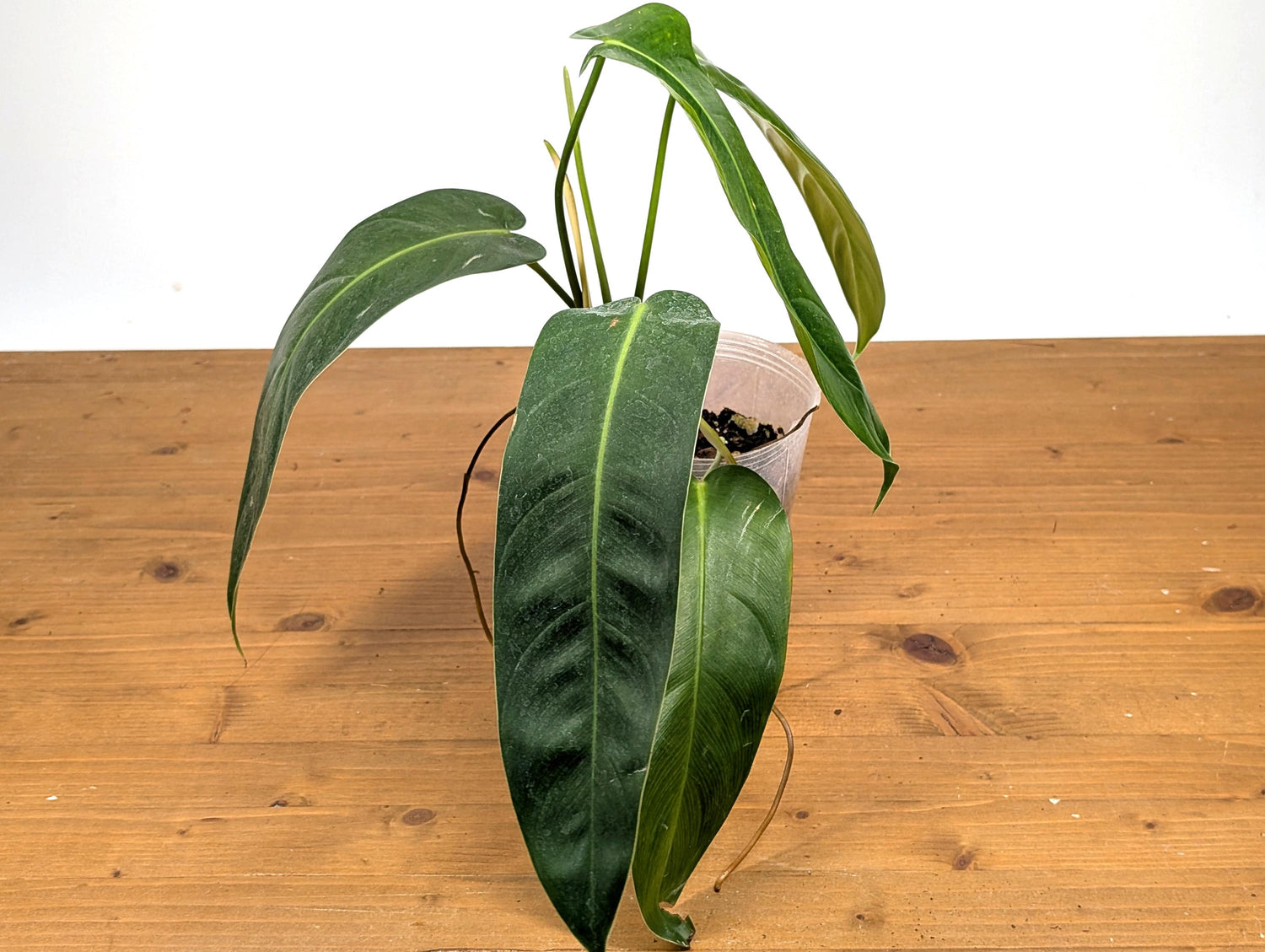 Philodendron Patriciae x Philodendron Spiritus Sancti &