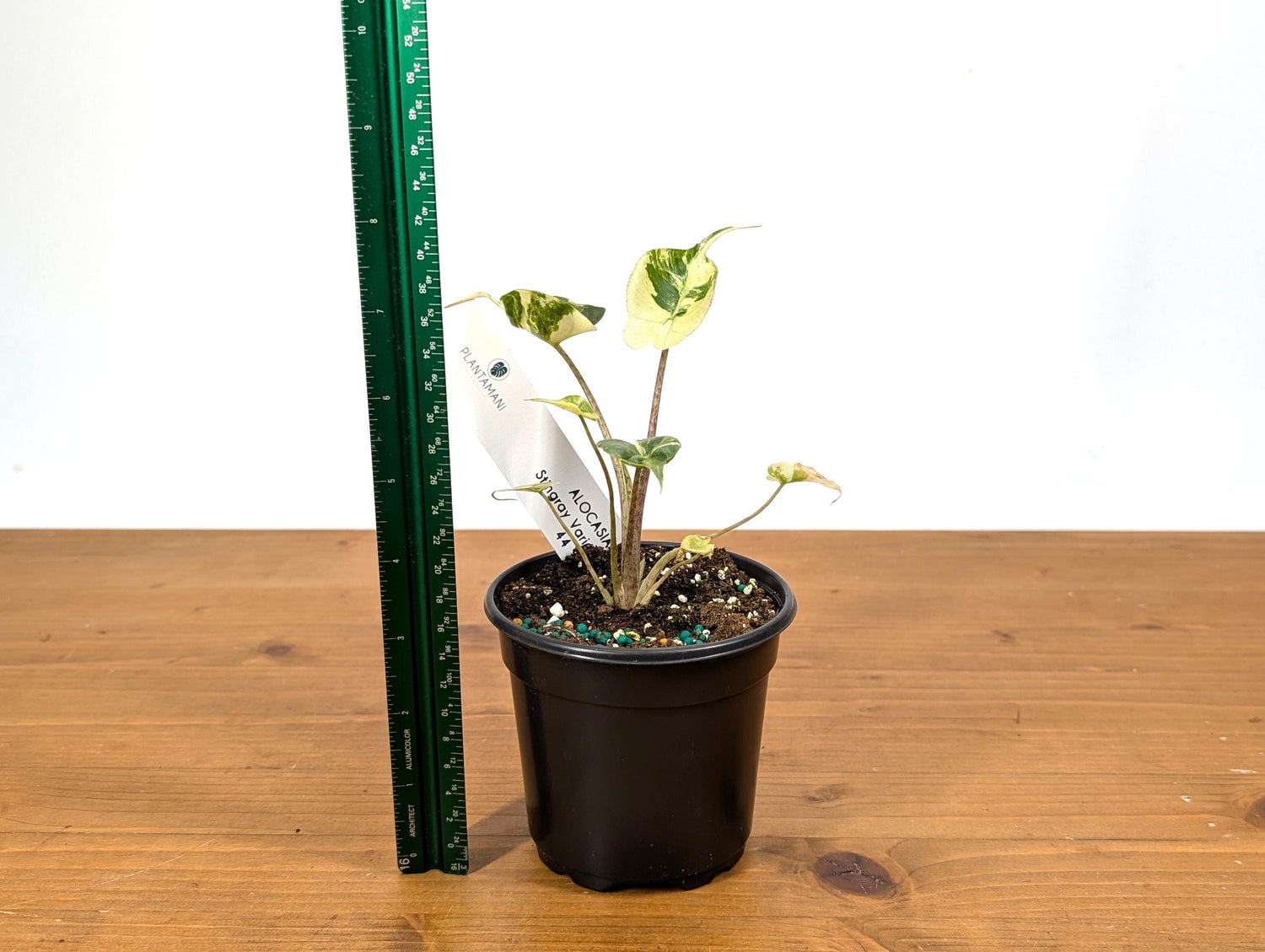 WOW! Alocasia Stingray HIGHLY VARIEGATED -  4 Inch Pot Free 2 Day Air (Exact Plant)