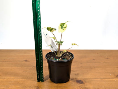 WOW! Alocasia Stingray HIGHLY VARIEGATED -  4 Inch Pot Free 2 Day Air (Exact Plant)