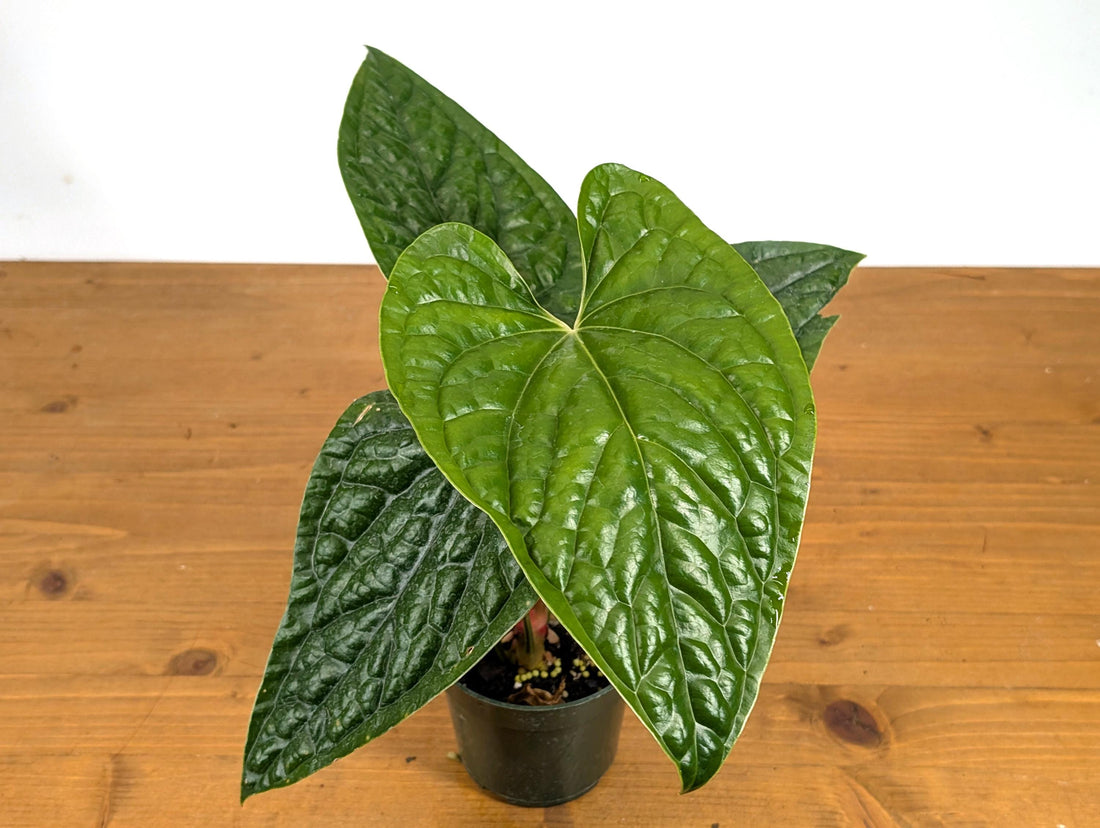 Anthurium Gymnopus &