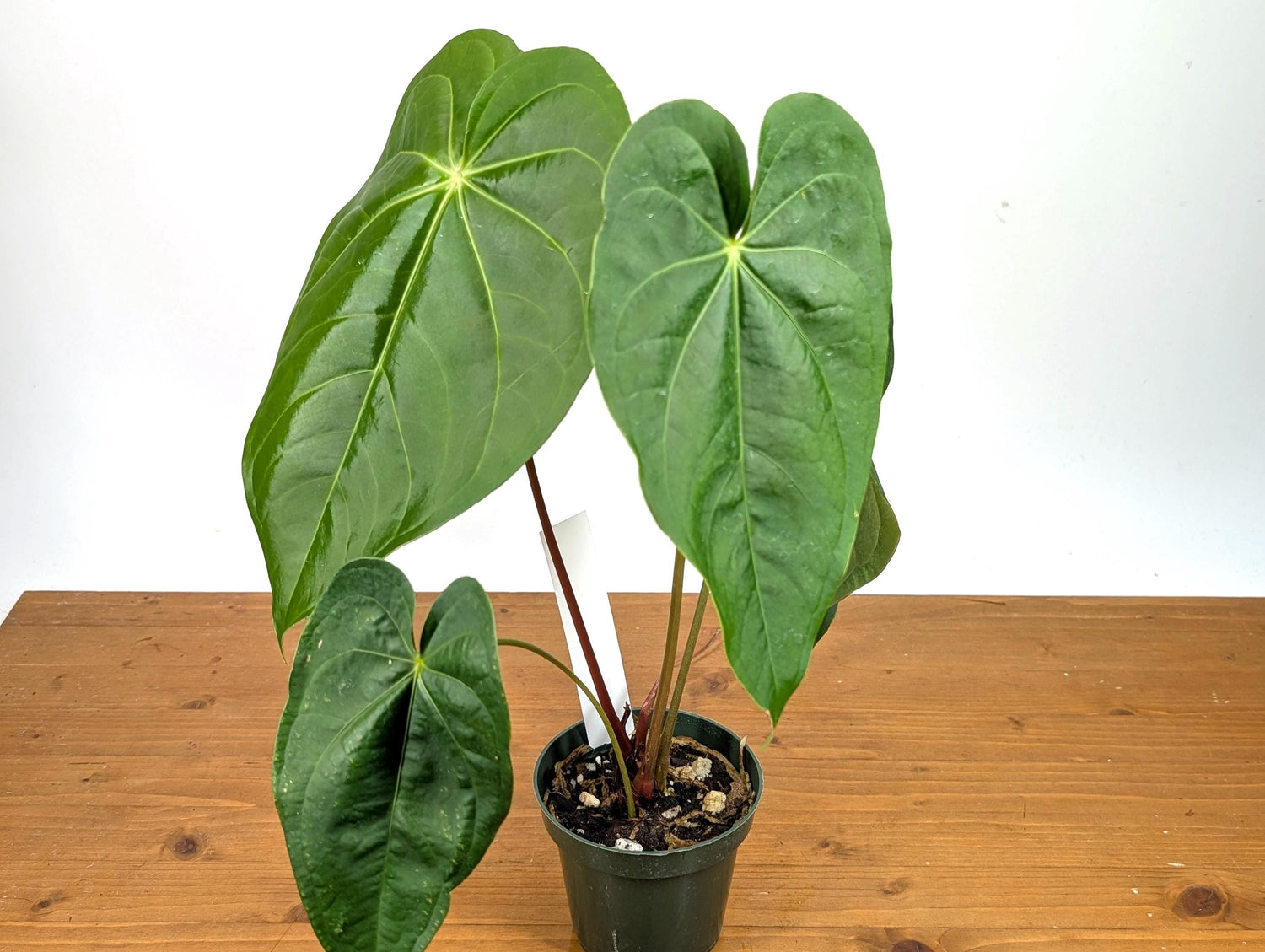 Anthurium Magnificum Green (Magnificum cf)