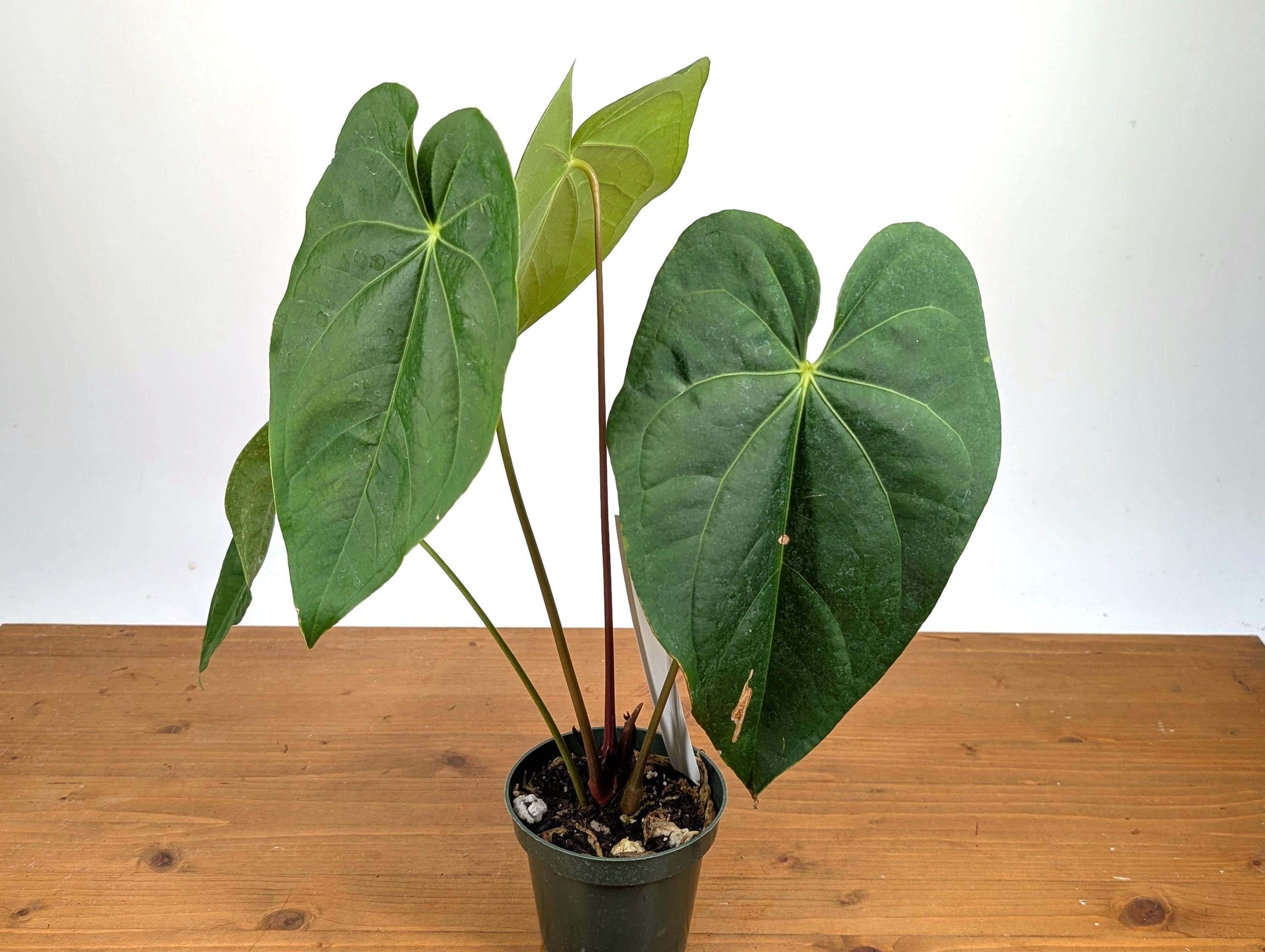 Anthurium Magnificum Green (Magnificum cf)