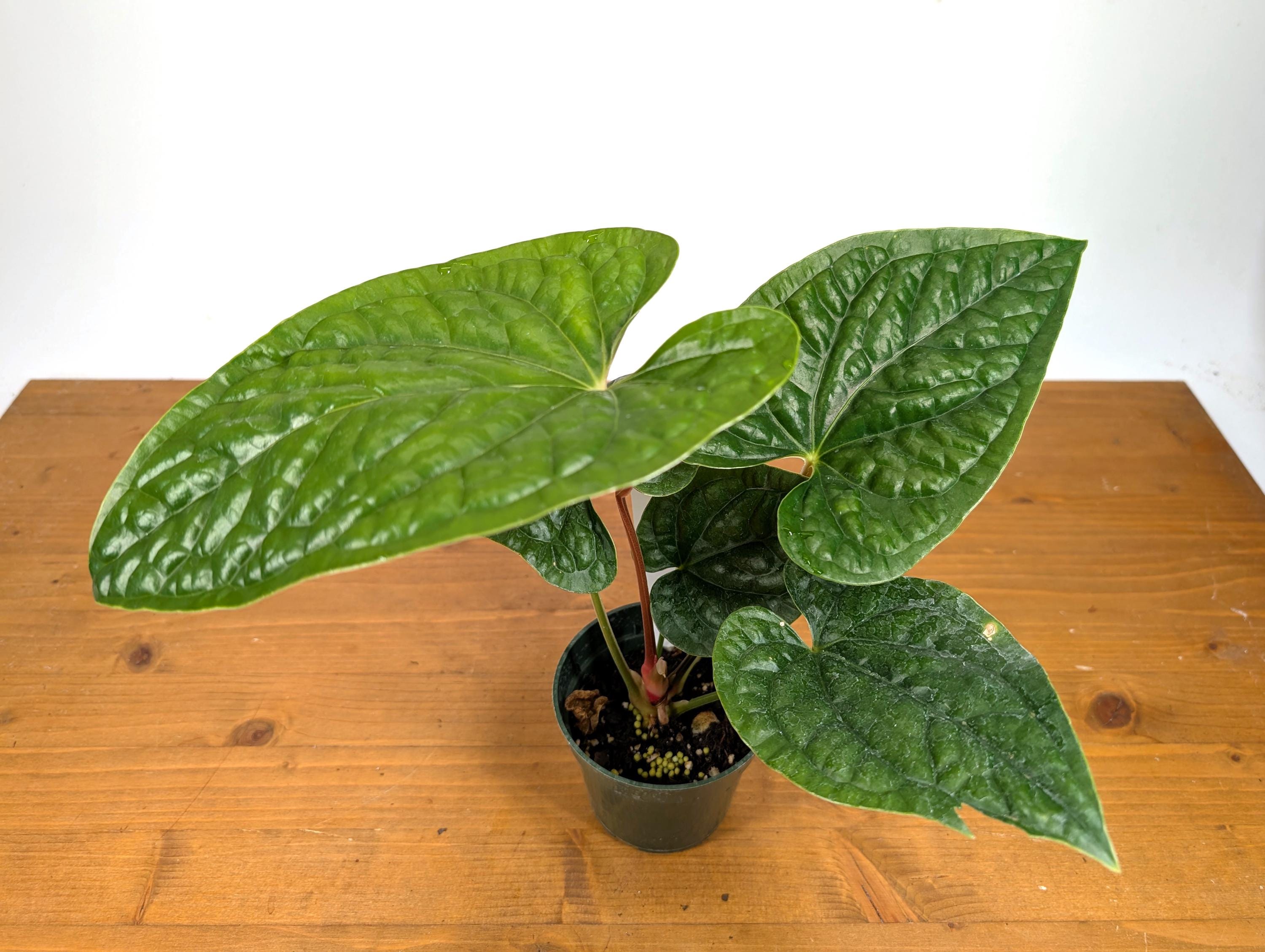 Anthurium Gymnopus &