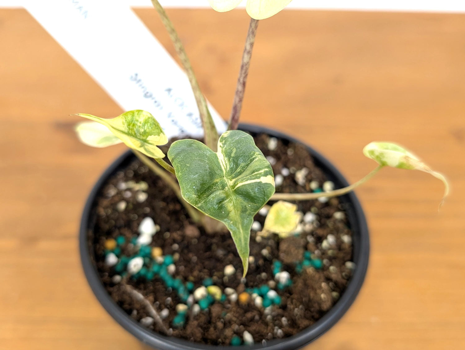 WOW! Alocasia Stingray HIGHLY VARIEGATED -  4 Inch Pot Free 2 Day Air (Exact Plant)