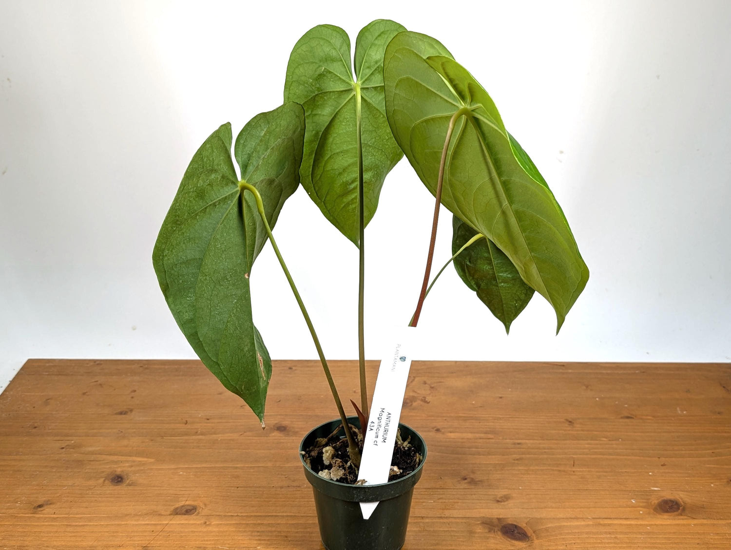 Anthurium Magnificum Green (Magnificum cf)