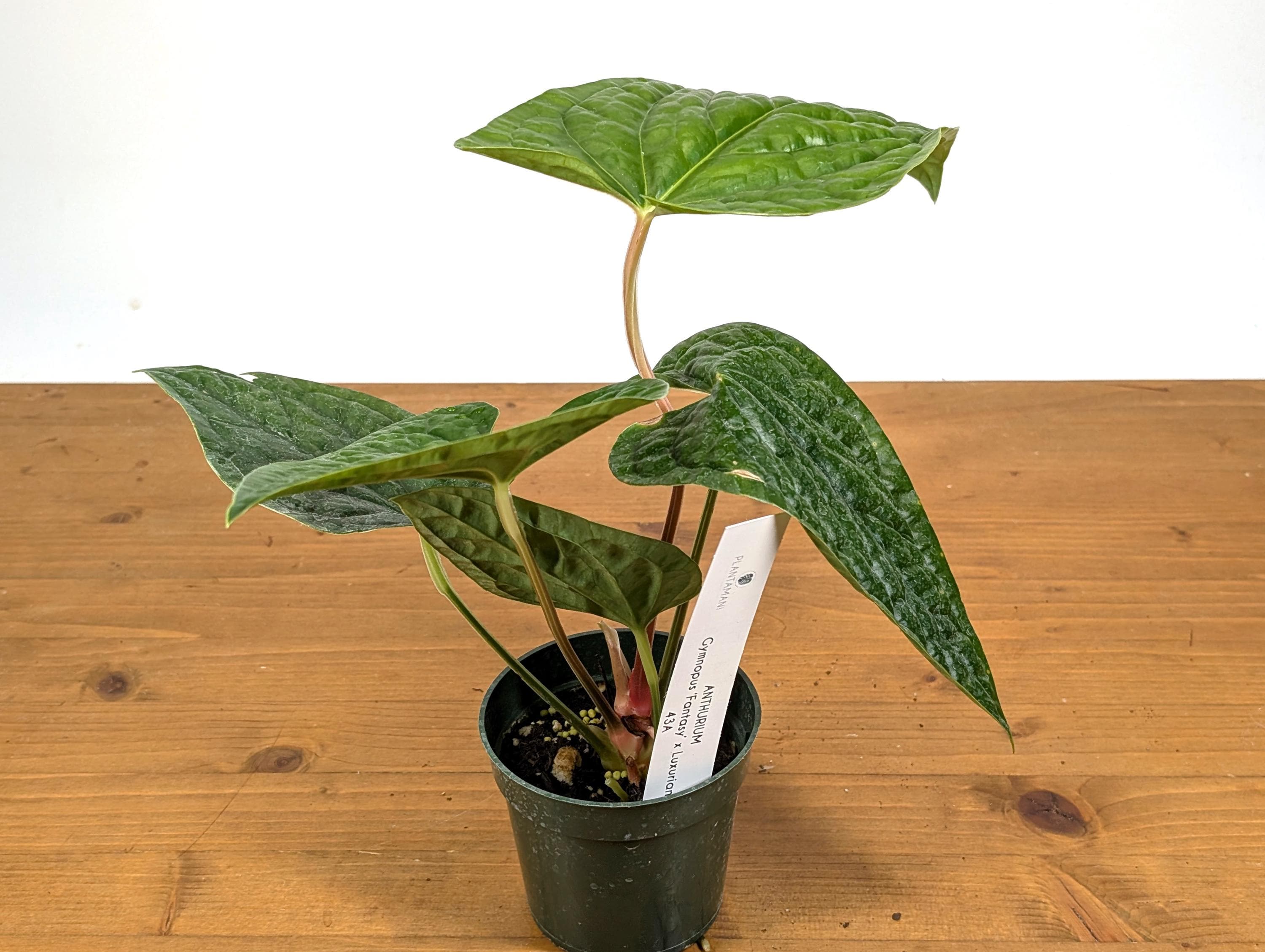 Anthurium Gymnopus &