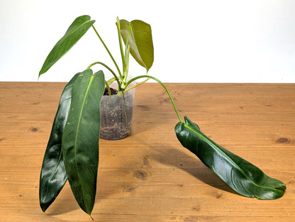 Philodendron Patriciae x Philodendron Spiritus Sancti &