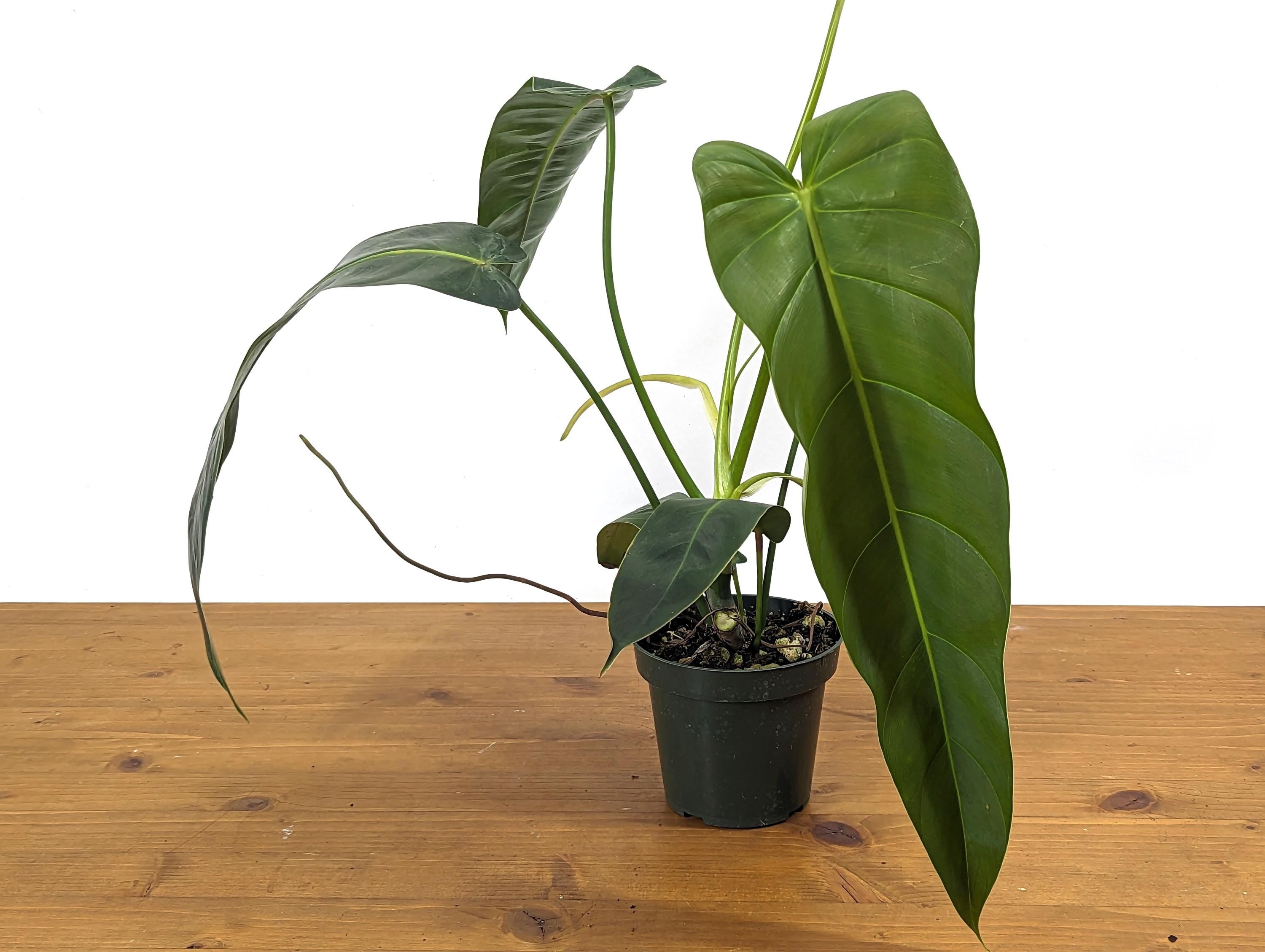 Philodendron Patriciae x Philodendron Spiritus Sancti &