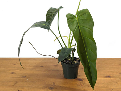 Philodendron Patriciae x Philodendron Spiritus Sancti &