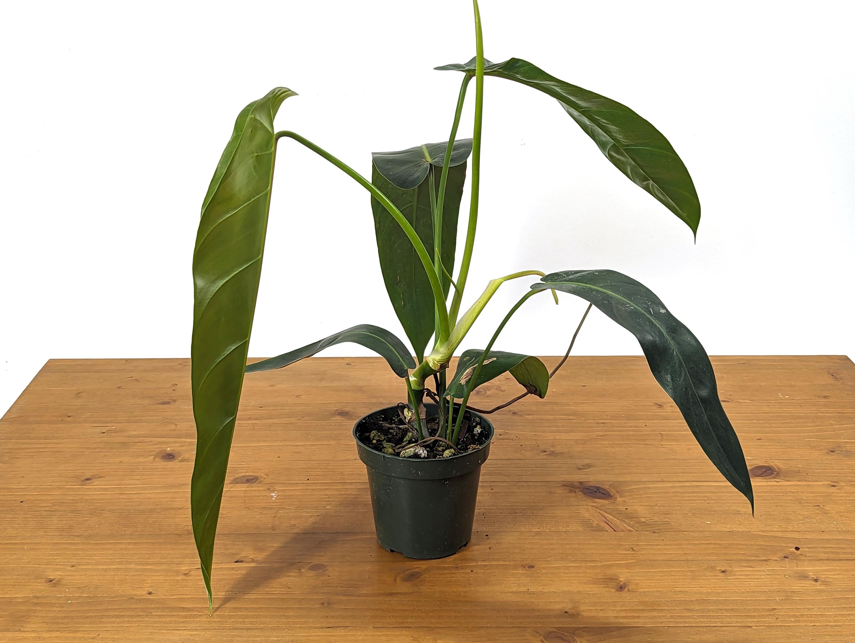 Philodendron Patriciae x Philodendron Spiritus Sancti &