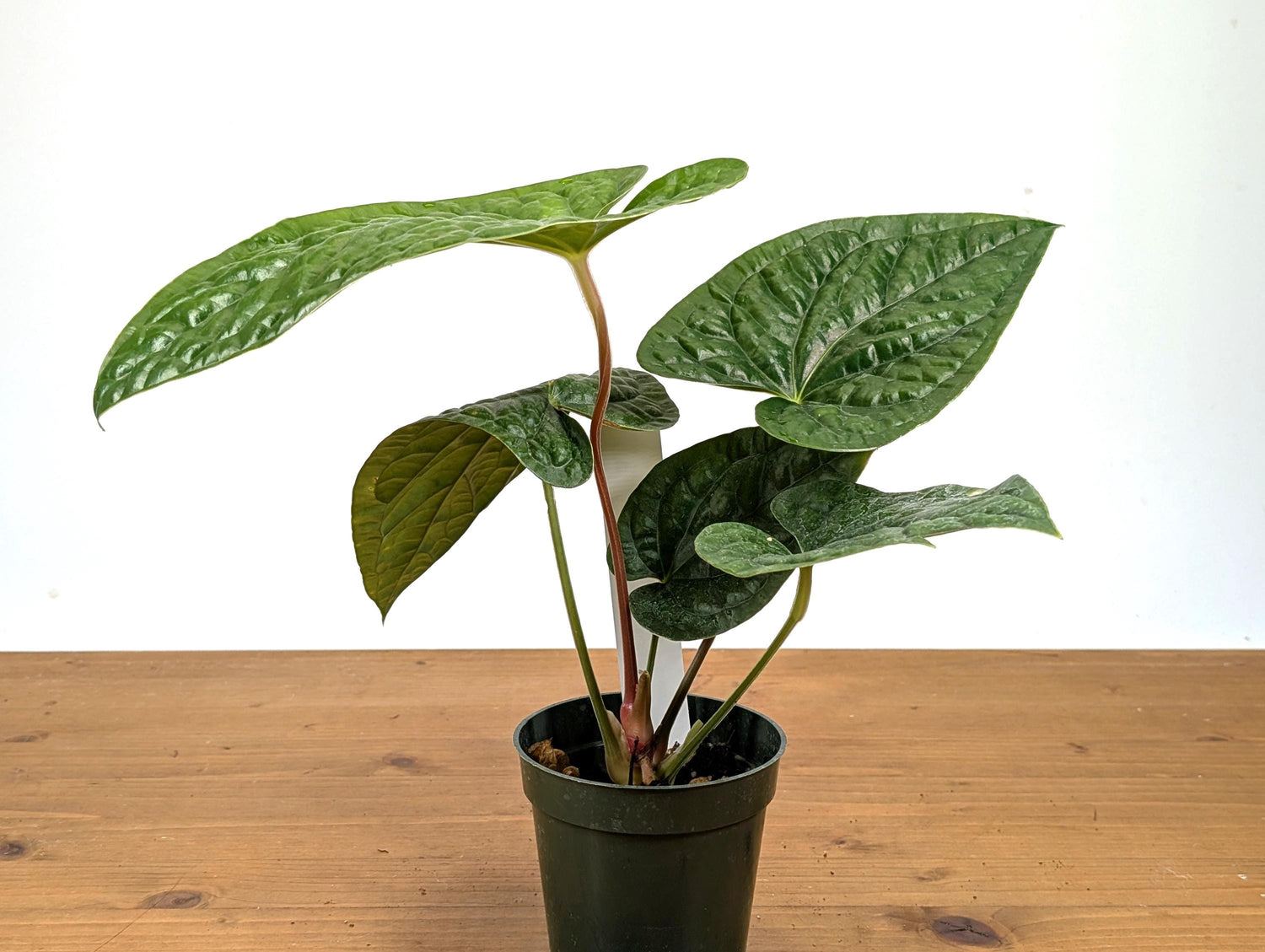 Anthurium Gymnopus &