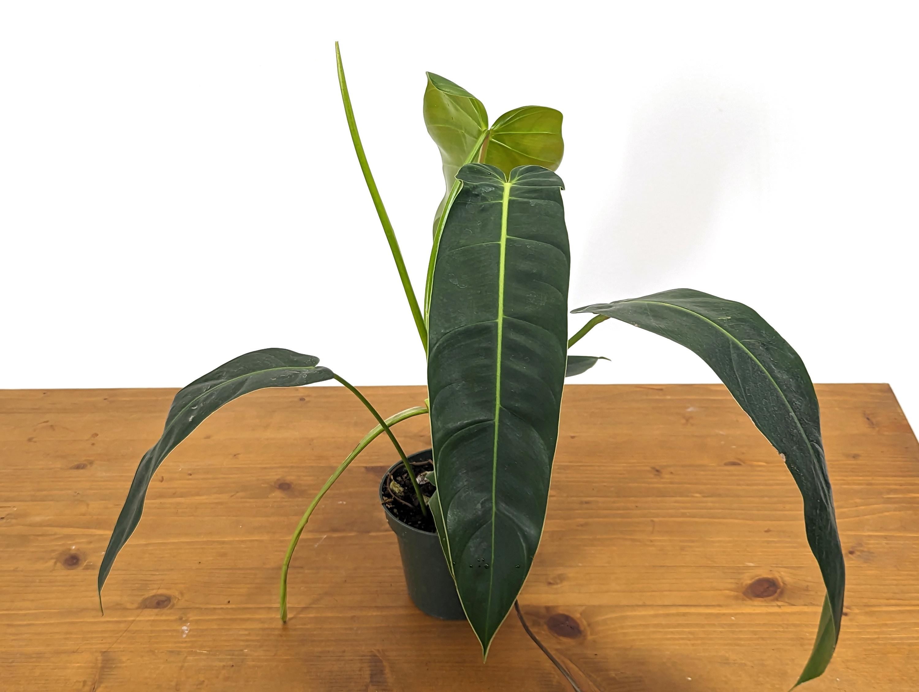 Philodendron Patriciae x Philodendron Spiritus Sancti &