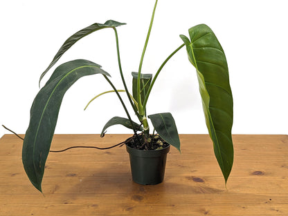 Philodendron Patriciae x Philodendron Spiritus Sancti &