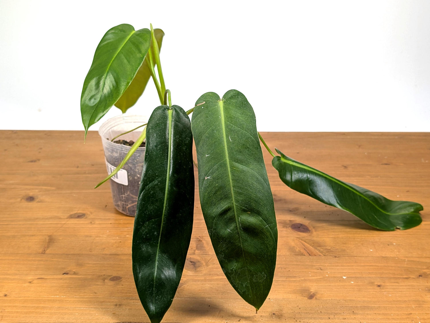 Philodendron Patriciae x Philodendron Spiritus Sancti &