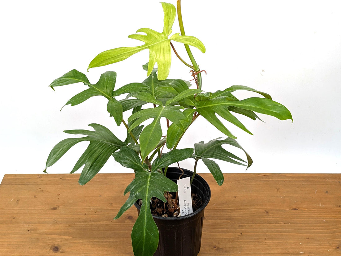 XL Philodendron Florida Ghost Mint - Exact Plant in 6 Inch Pot 