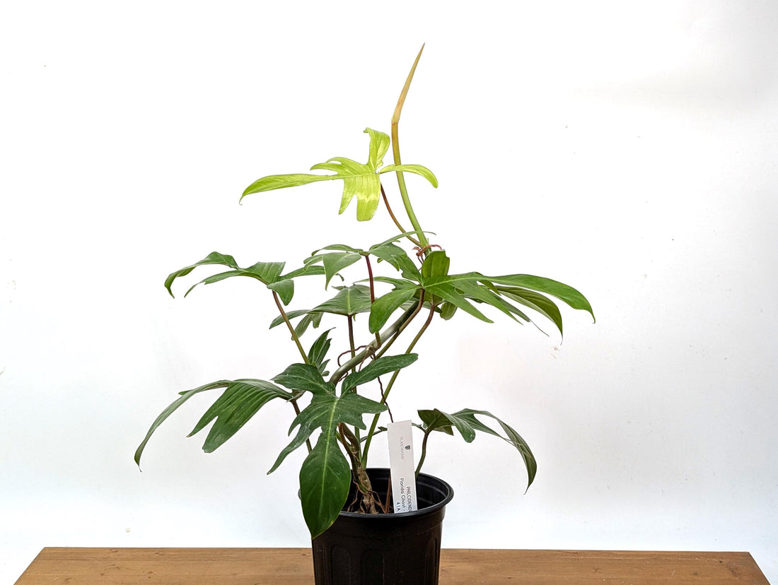 XL Philodendron Florida Ghost Mint - Exact Plant in 6 Inch Pot 