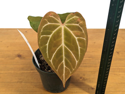 Anthurium Crystallinum x Magnificum - 4 inch pot