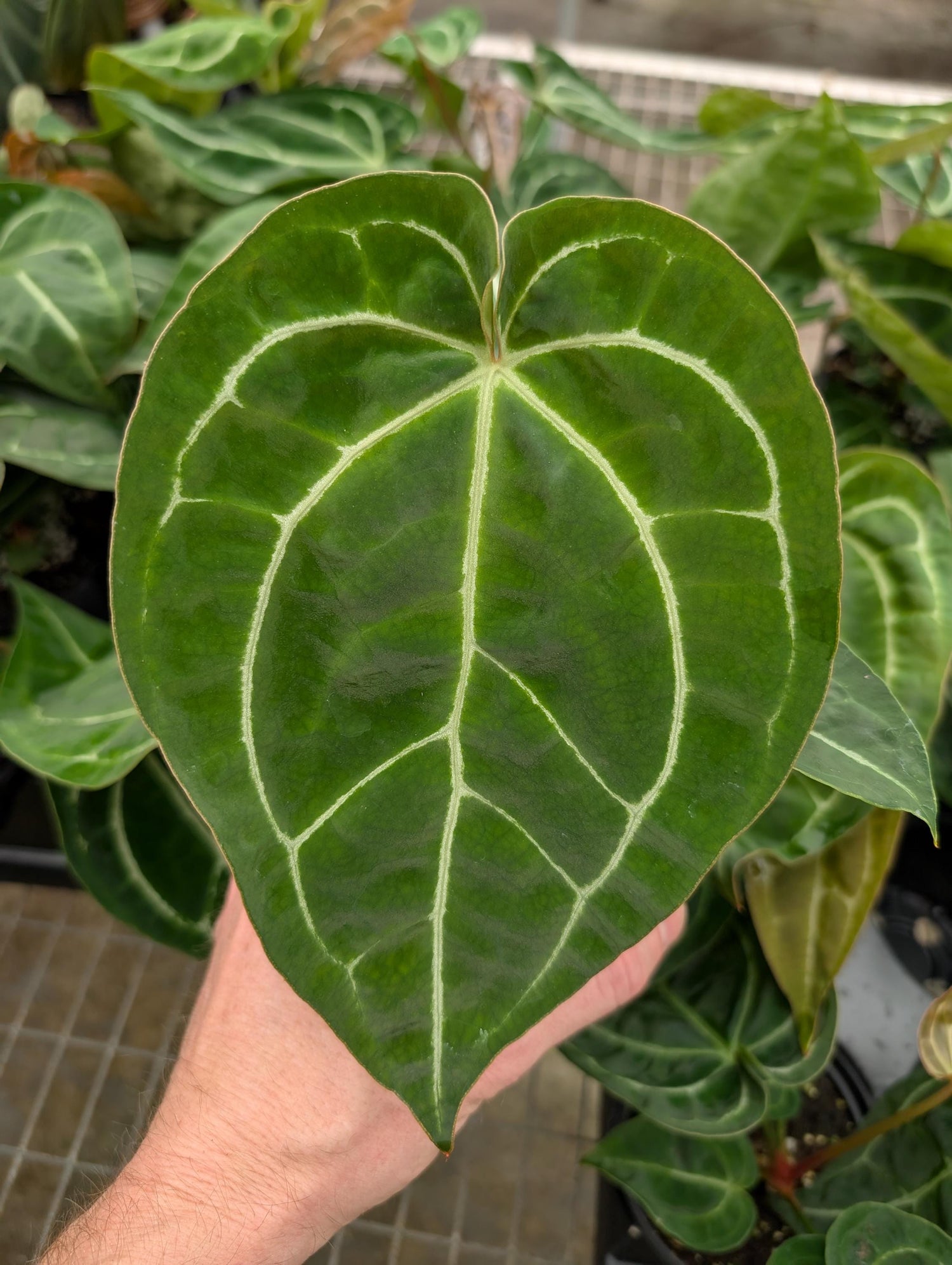 Anthurium Crystallinum x Magnificum - 4 inch pot