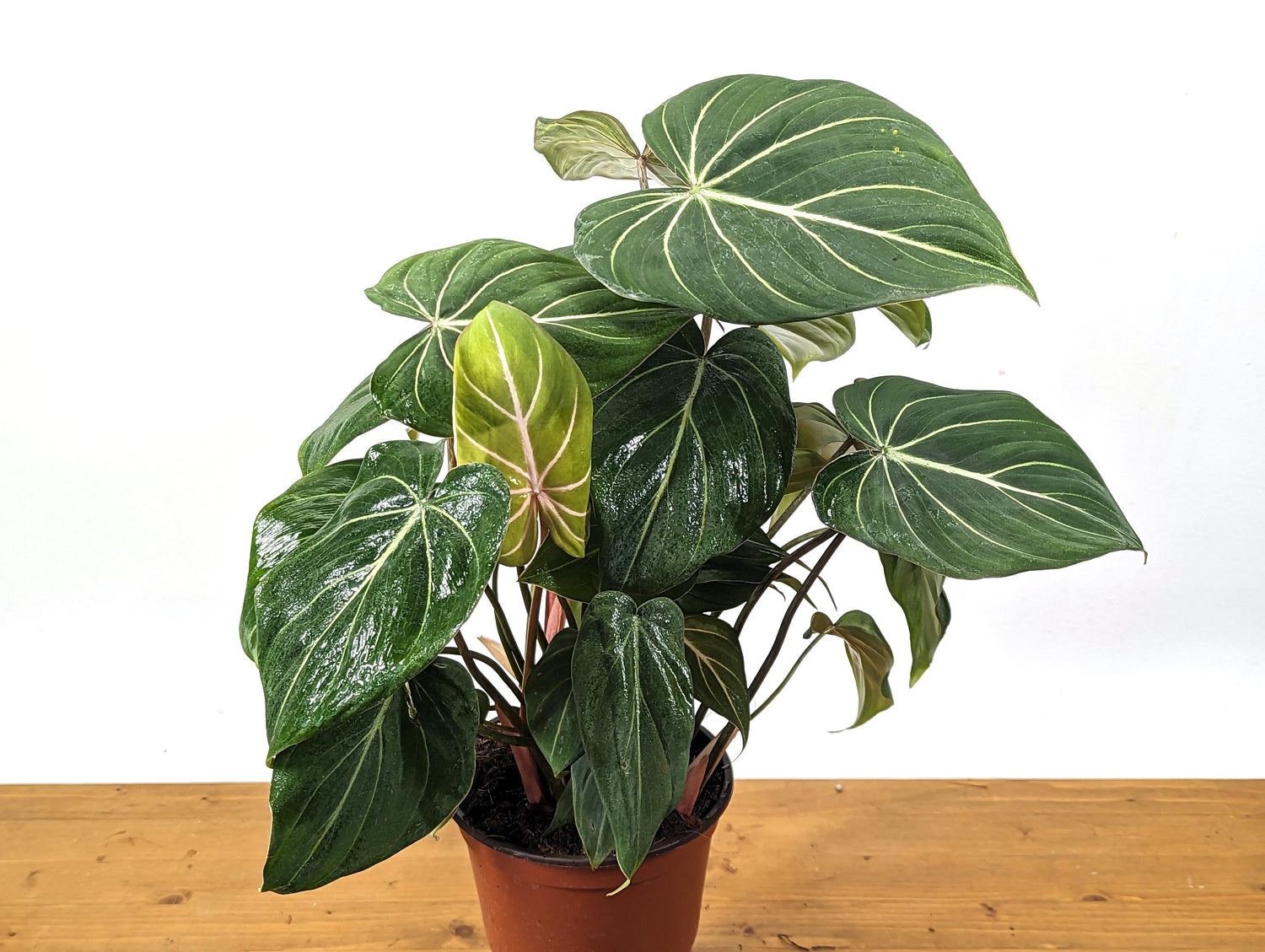 Philodendron Gloriosum in 6 inch Pot - Multiple Growth Points