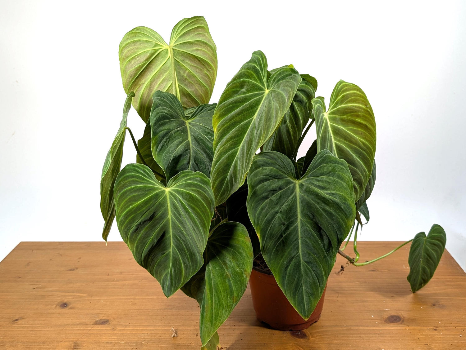 Philodendron Glorious - 6 inch Pot Multiple Growth Points