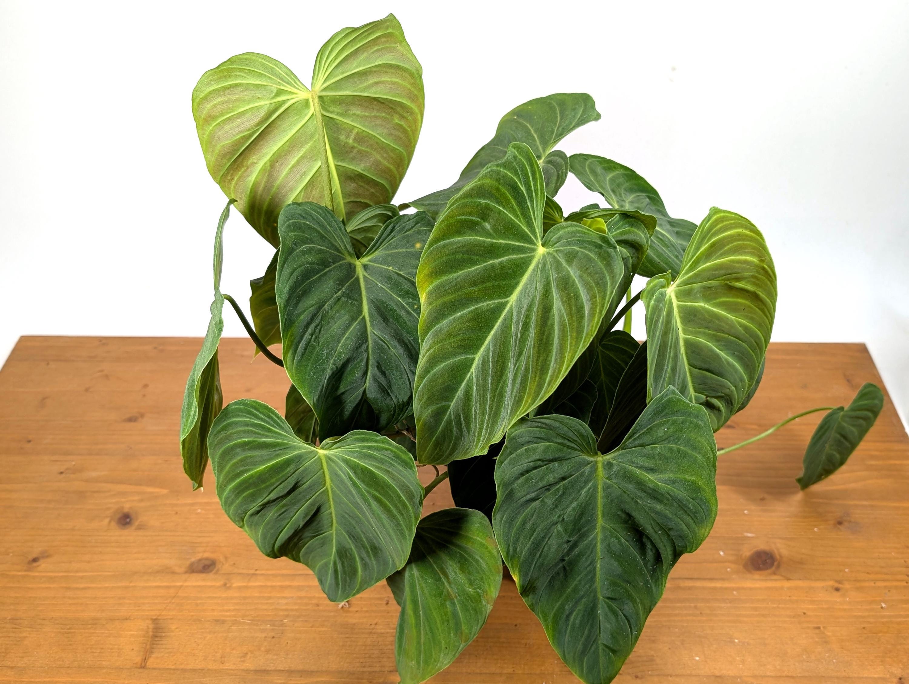 Philodendron Glorious - 6 inch Pot Multiple Growth Points