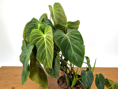 Philodendron Glorious - 6 inch Pot Multiple Growth Points